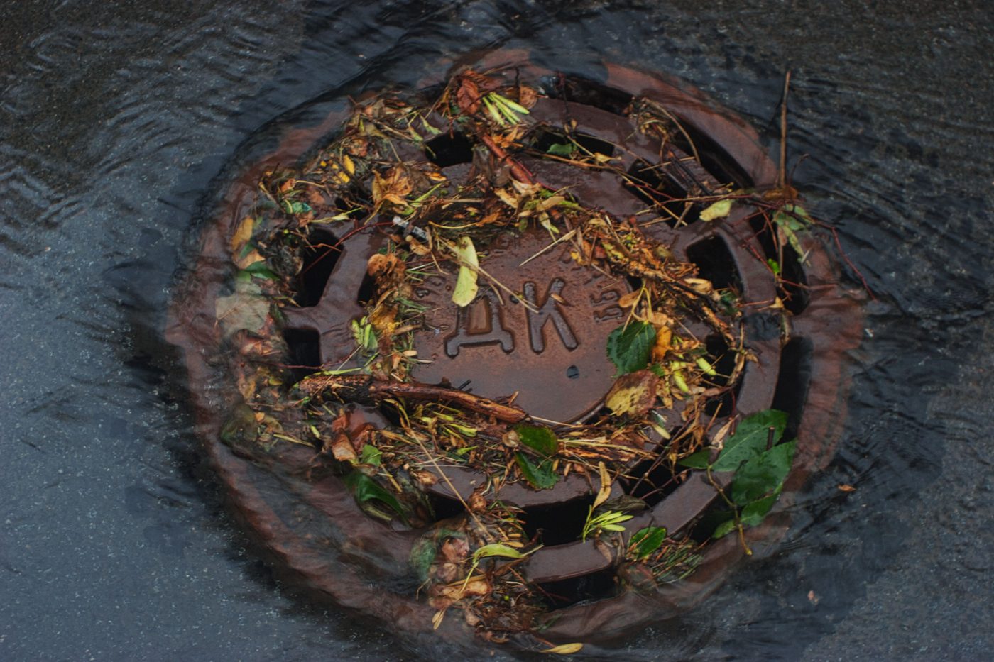 Drain grate blocked with wet leaves and debris in the rain